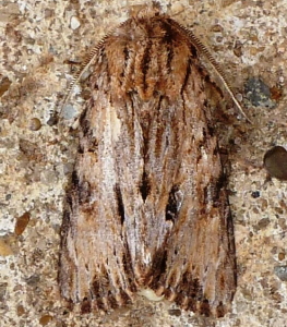 10519 Morrisonia mucens, Gray Woodgrain Moth