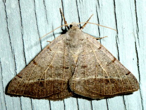 6419 Isturgia dislocaria, Pale-veined Isturgia Moth
