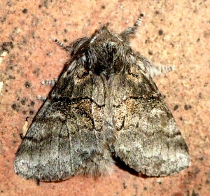7931 Gluphisia septentrionis, Common Gluphisia Moth