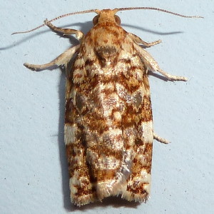 3648 Archips argyrospila, Fruit-tree Leafroller Moth