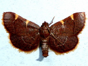 5533 Hypsopygia olinalis, Yellow-fringed Dolichomia Moth