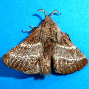 7701 Malacosoma americana, Eastern Tent Caterpillar Moth