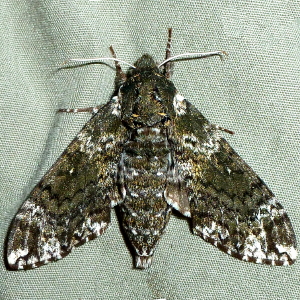 7784 Dolba hyloeus, Pawpaw Sphinx Moth