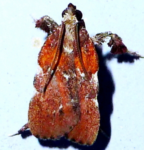 5552 Galasa nigrinodis, Boxwood Leaftier Moth