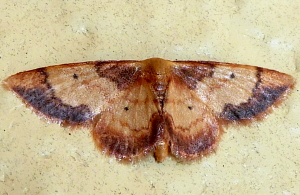 7110 Idaea basinta, Red-and-white Wave Moth