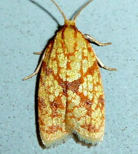 3695  Sparganothis sulfureana, Sparganothis Fruitworm Moth 