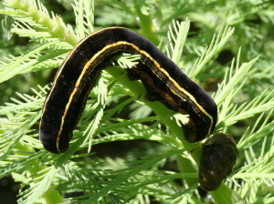 Spodoptera ornithogalli, Yellow-striped Armyworm Moth, 9669