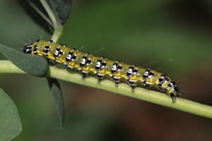 Uresiphita reversalis, Genista Broom Moth 4992