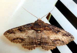8689 Zale lunata, Lunate Zale Moth